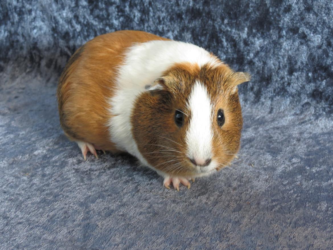 Marsvin Lulu billede 10