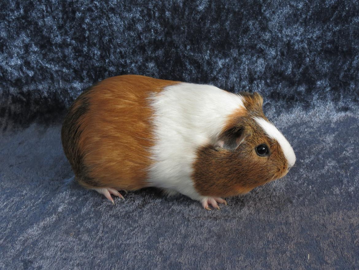 Marsvin Lulu billede 12