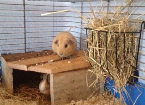 Marsvin Dueholms Zeus billede 20