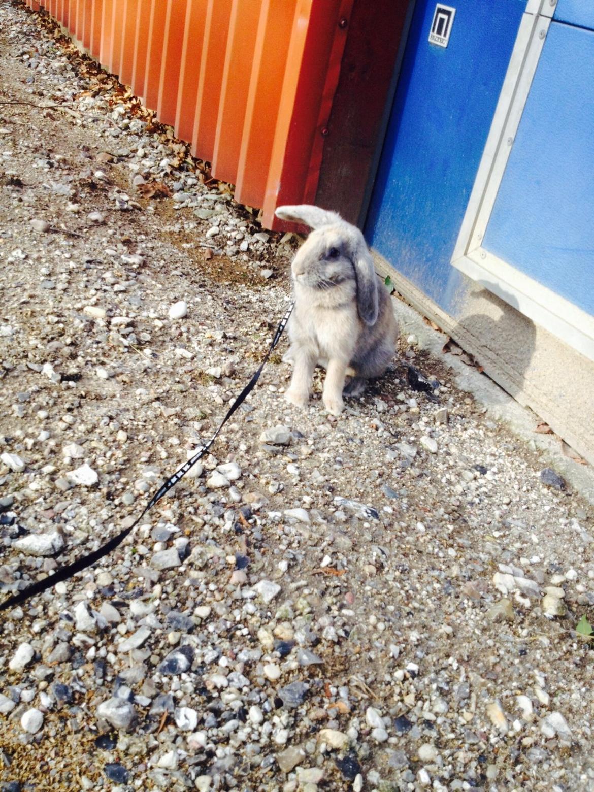 Kanin | Maboha's Mount Puncak Trikora billede 13