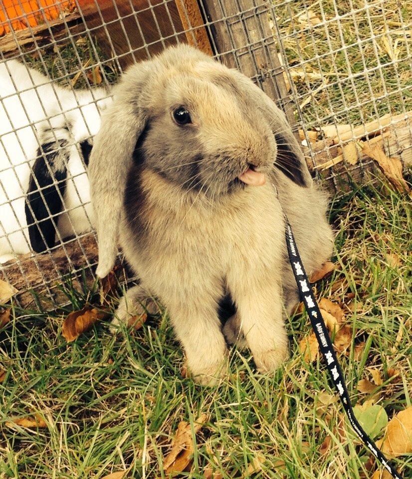 Kanin | Maboha's Mount Puncak Trikora billede 16