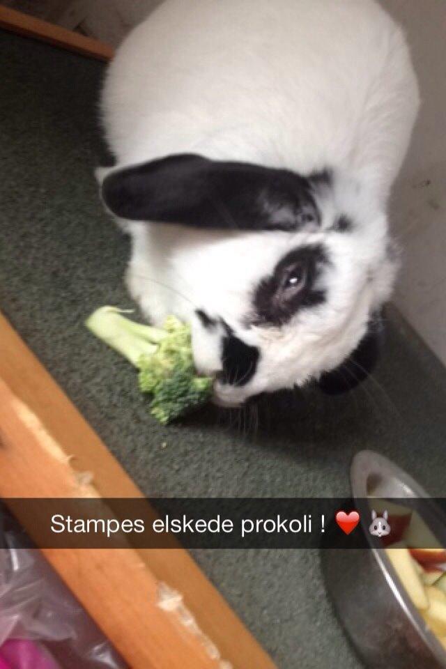 Kanin Stampe<3 billede 12