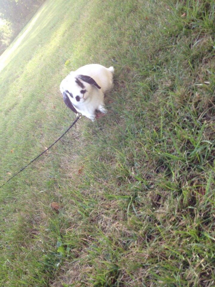 Kanin Stampe<3 billede 15