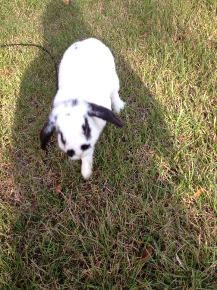 Kanin Stampe<3 billede 14