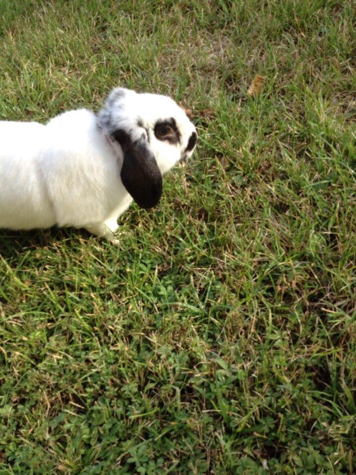 Kanin Stampe<3 billede 16