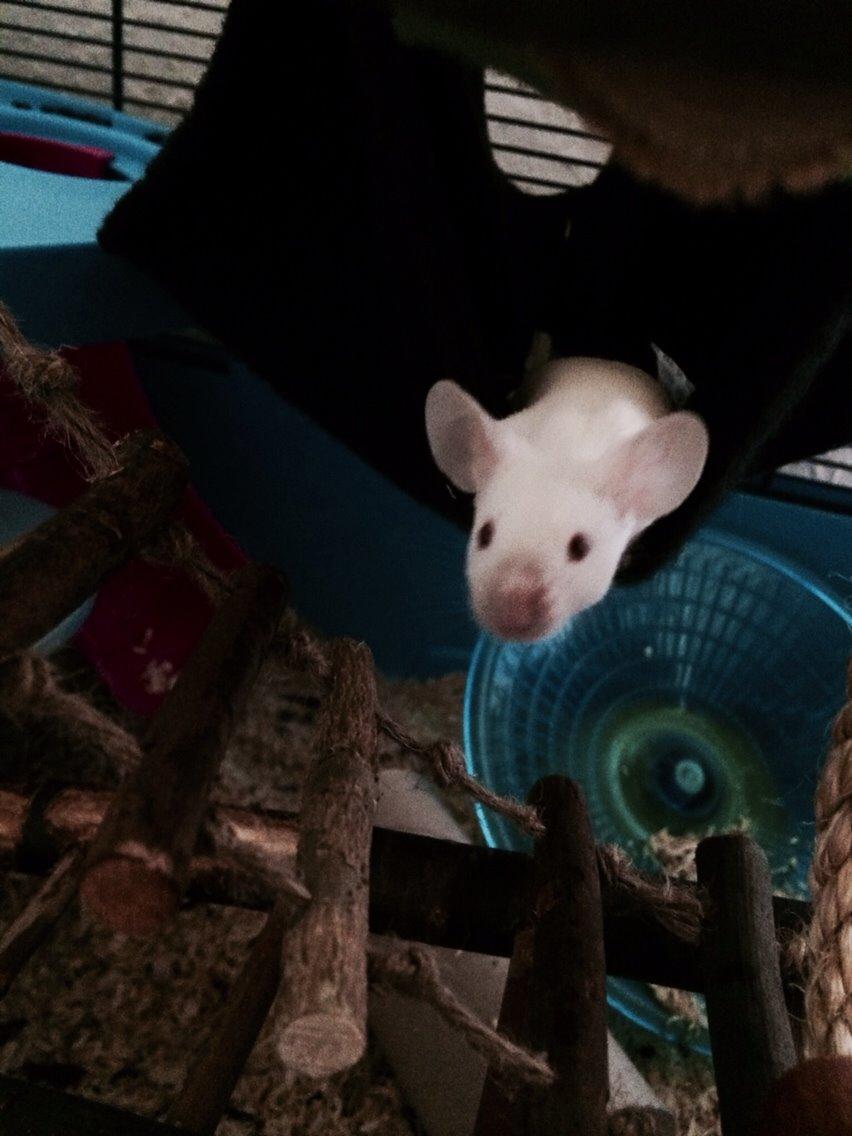 Mus Vejlmus' Ebony [Himmelgnaver] - Nogen der sagde mad? ^^ billede 35