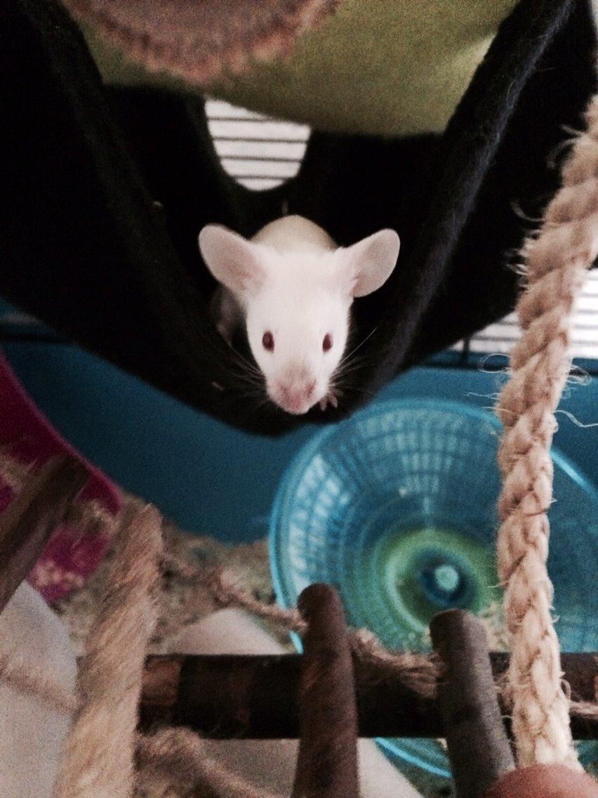 Mus Vejlmus' Ebony [Himmelgnaver] billede 9