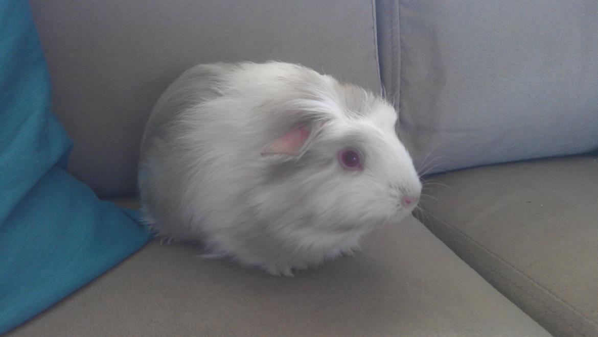 Marsvin Idun billede 3