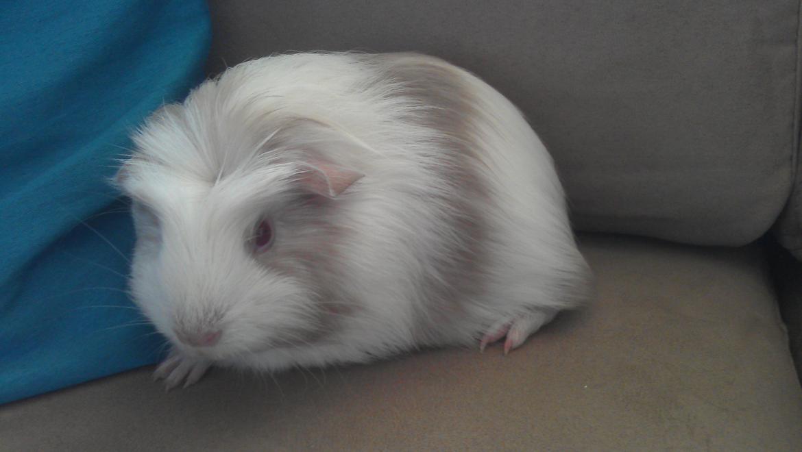 Marsvin Idun billede 5