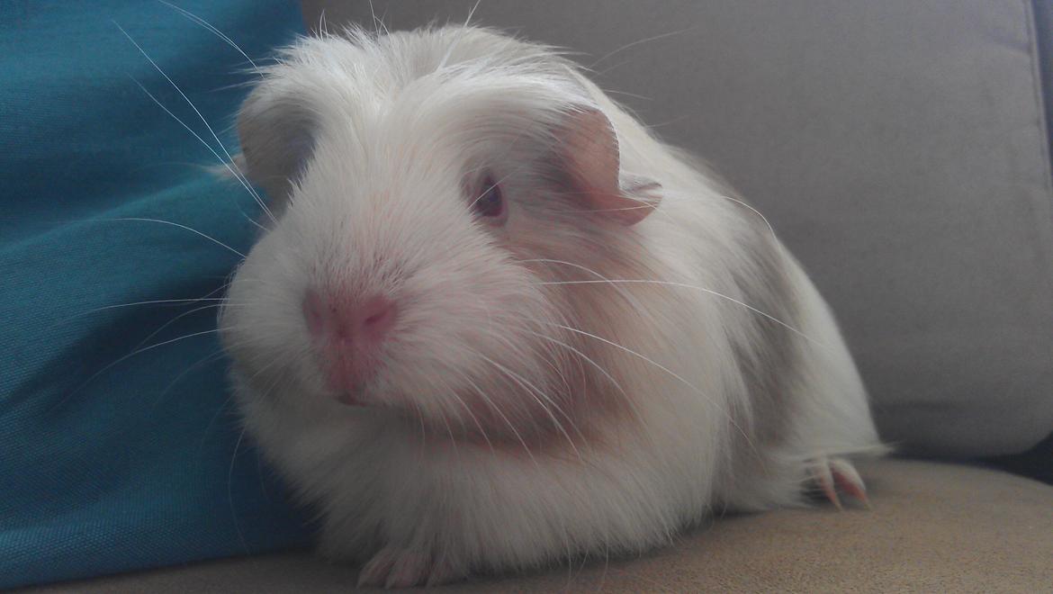 Marsvin Idun billede 1