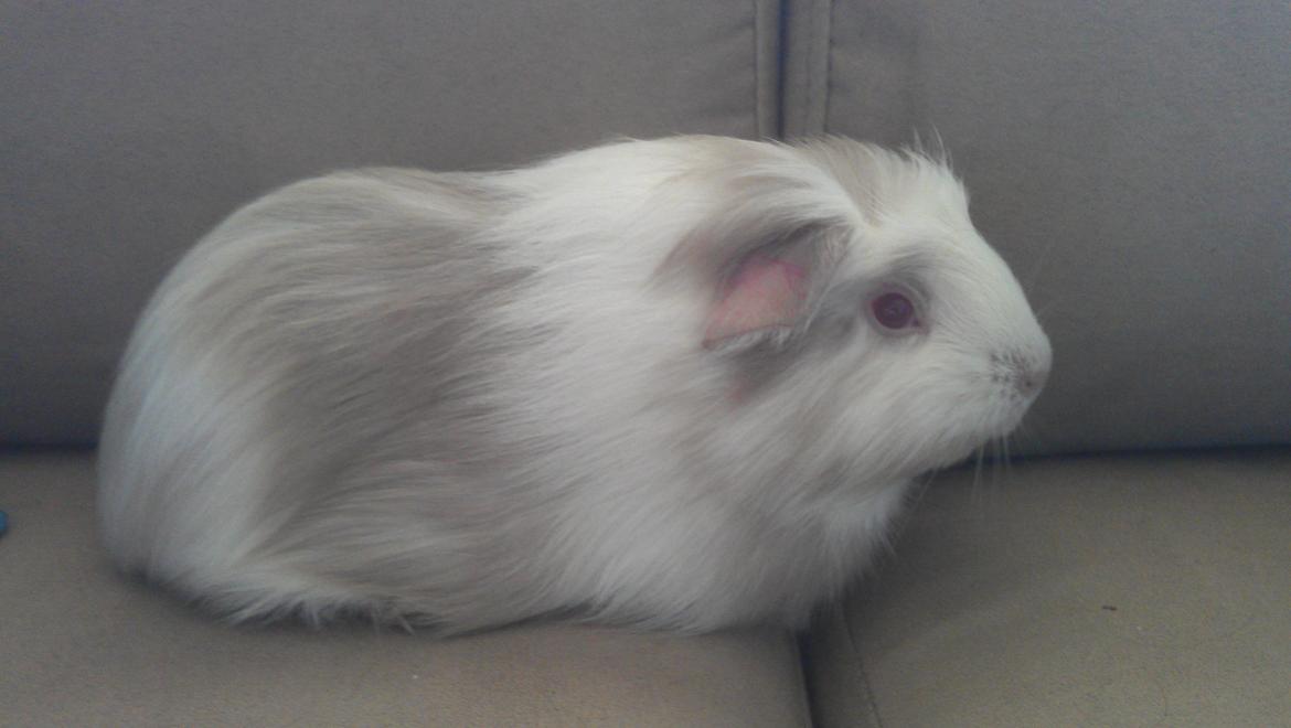 Marsvin Idun billede 4