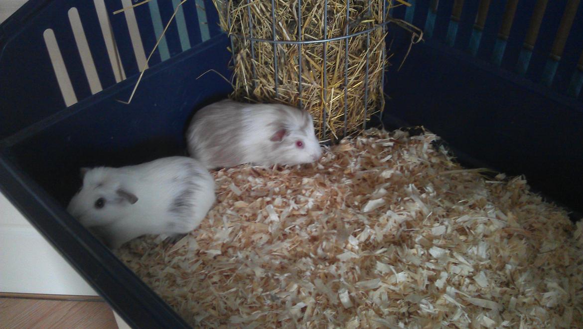 Marsvin Eydís billede 5