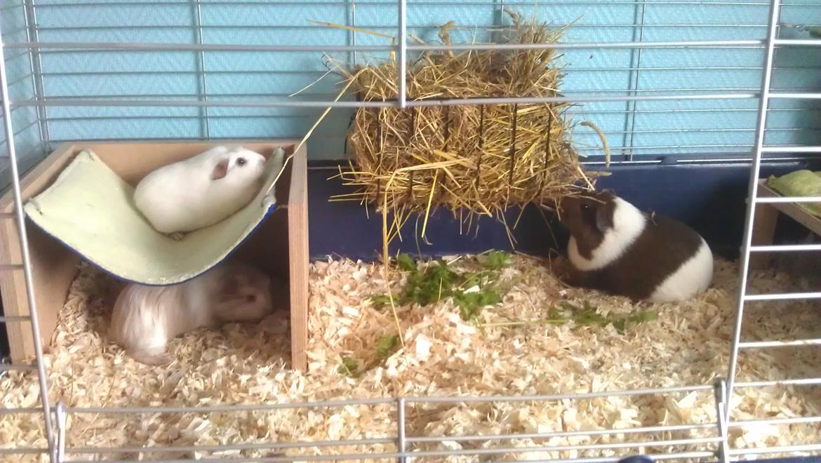 Marsvin Eydís billede 4