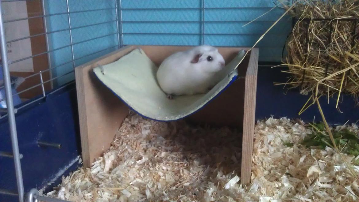 Marsvin Eydís billede 3