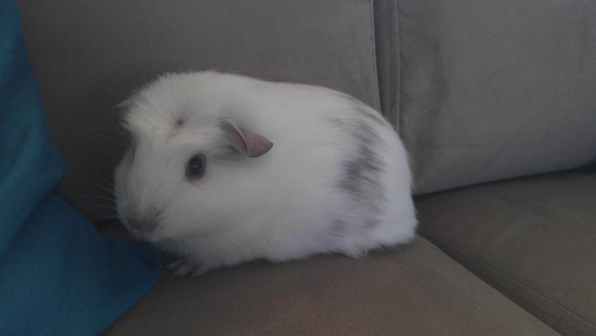 Marsvin Eydís billede 1