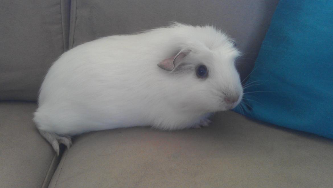 Marsvin Eydís billede 2