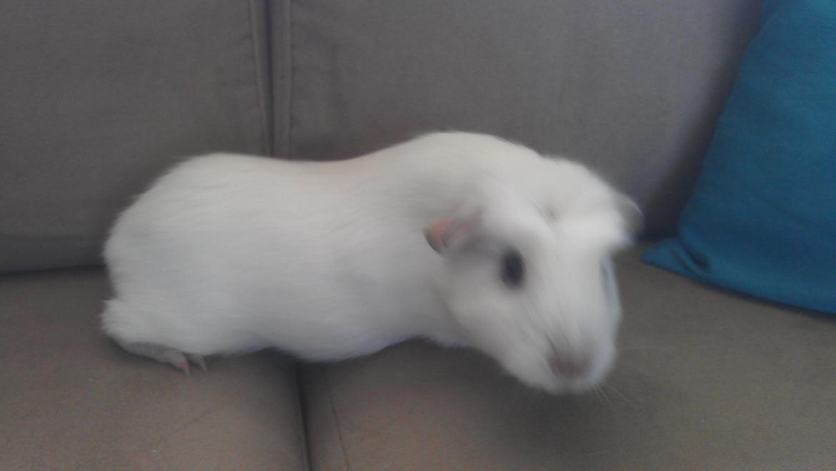 Marsvin Eydís billede 6