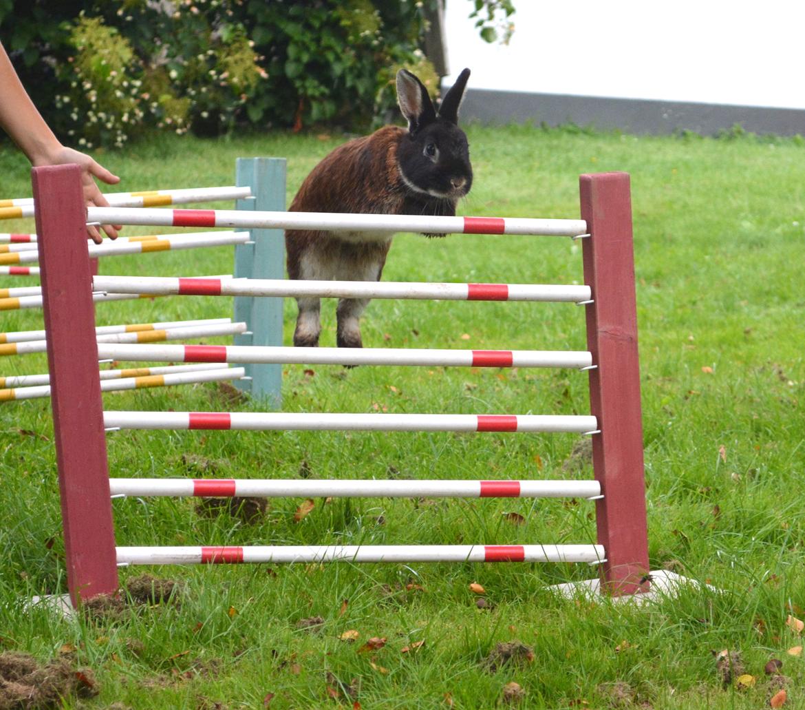 Kanin Viggo billede 20