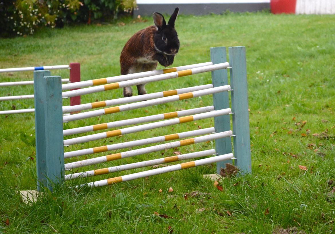 Kanin Viggo billede 19