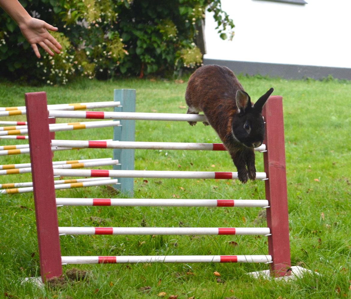 Kanin Viggo billede 21