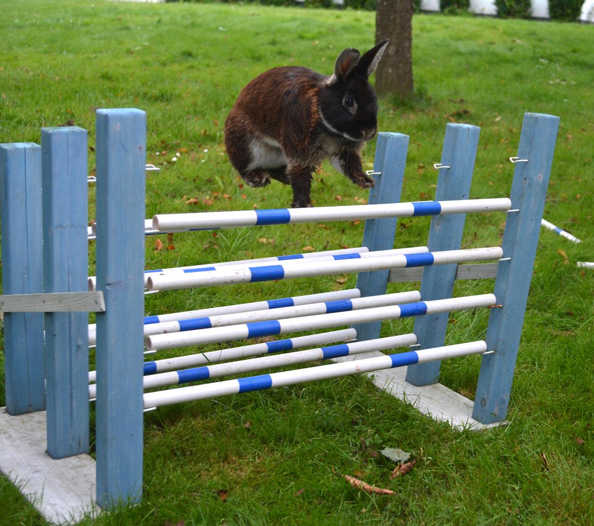 Kanin Viggo billede 22