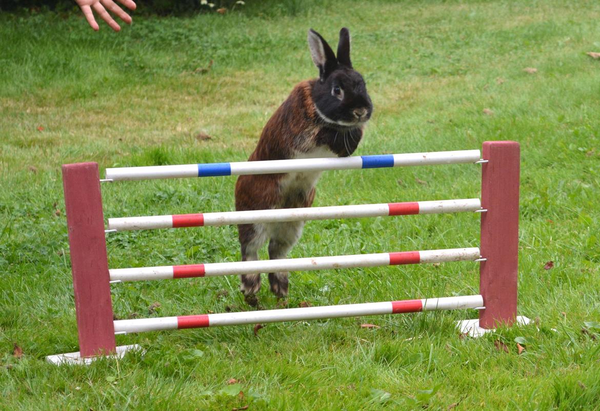 Kanin Viggo billede 24