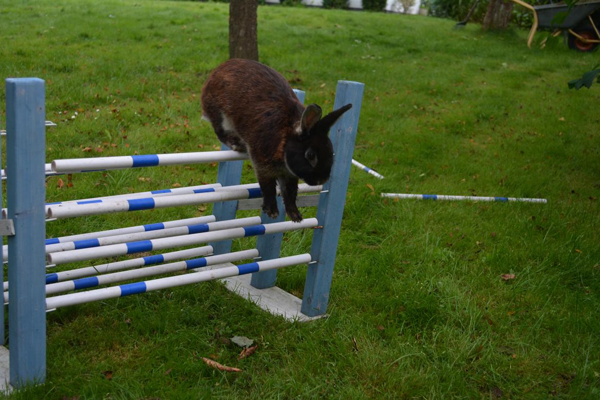 Kanin Viggo billede 23