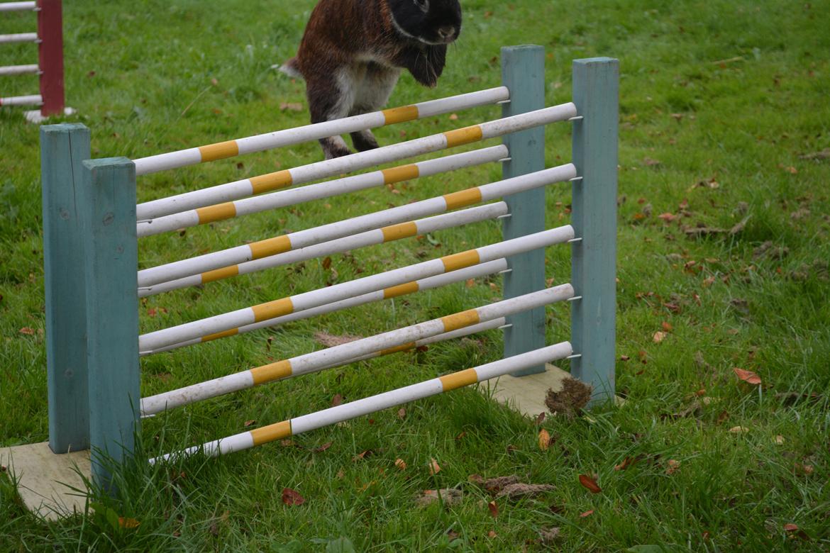 Kanin Viggo billede 26