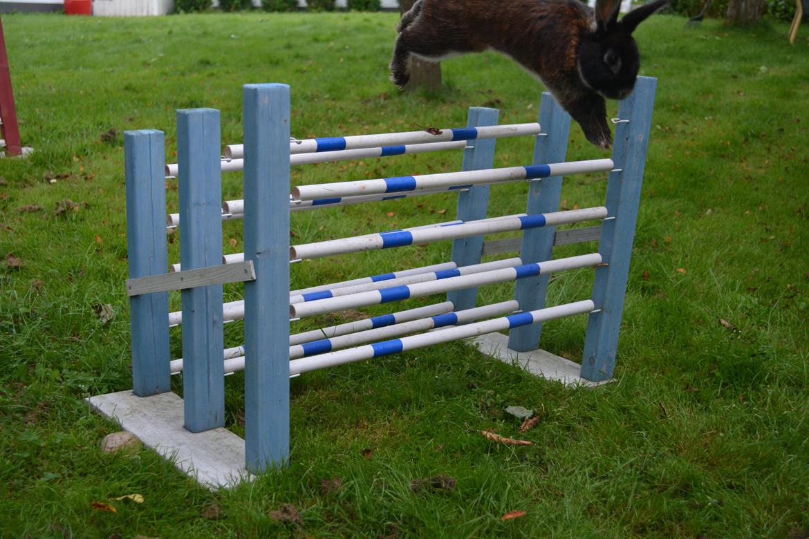 Kanin Viggo billede 28