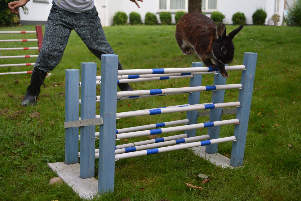 Kanin Viggo billede 30