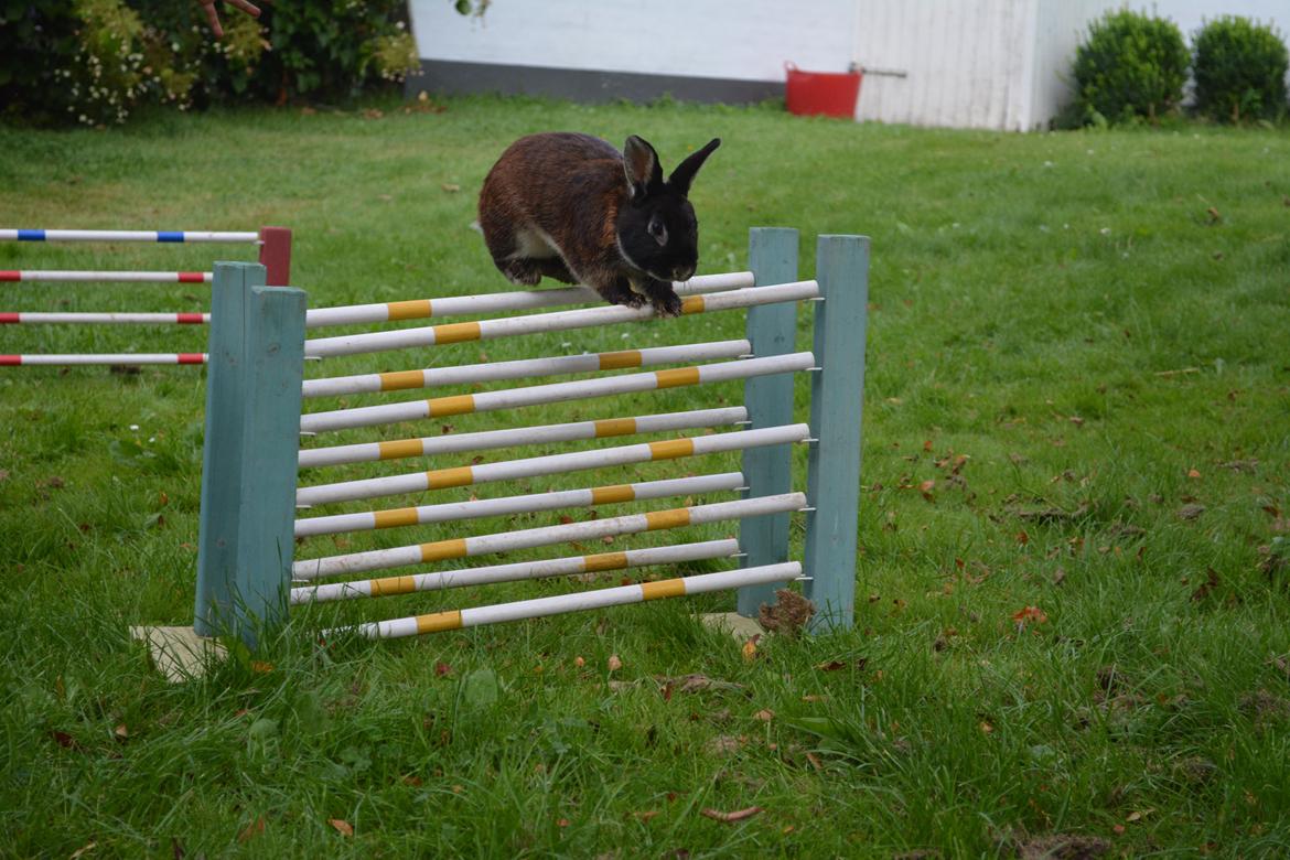 Kanin Viggo billede 31