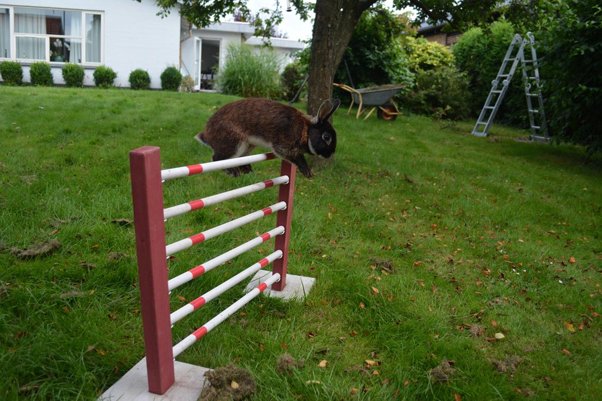 Kanin Viggo billede 32