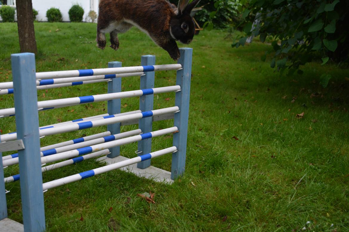 Kanin Viggo billede 33