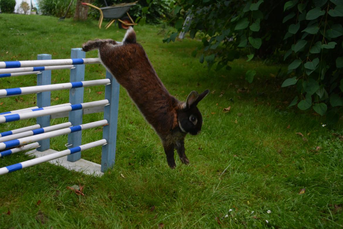 Kanin Viggo billede 34