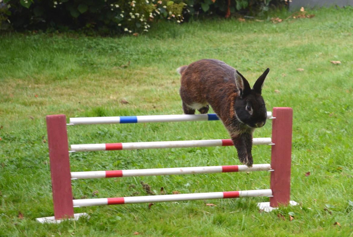 Kanin Viggo billede 25