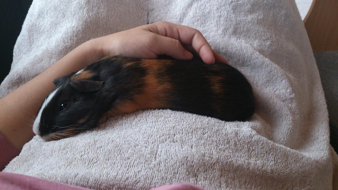 Marsvin Kejser billede 9