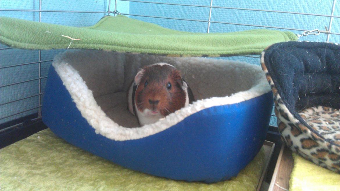 Marsvin Mynte billede 7