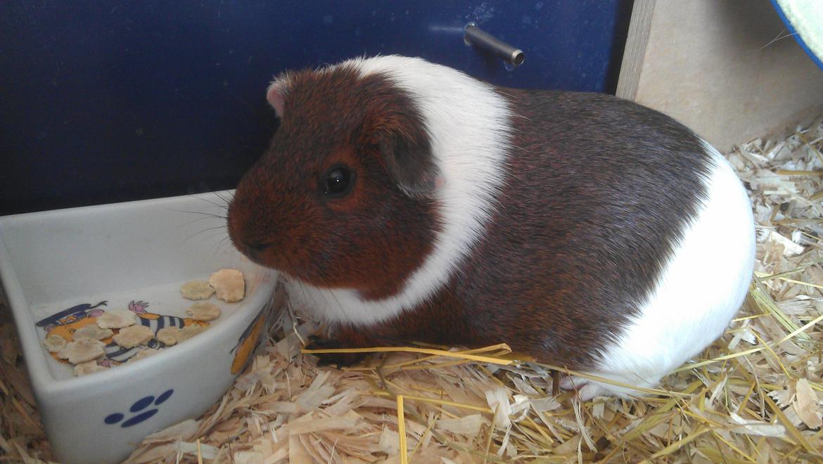 Marsvin Mynte billede 5