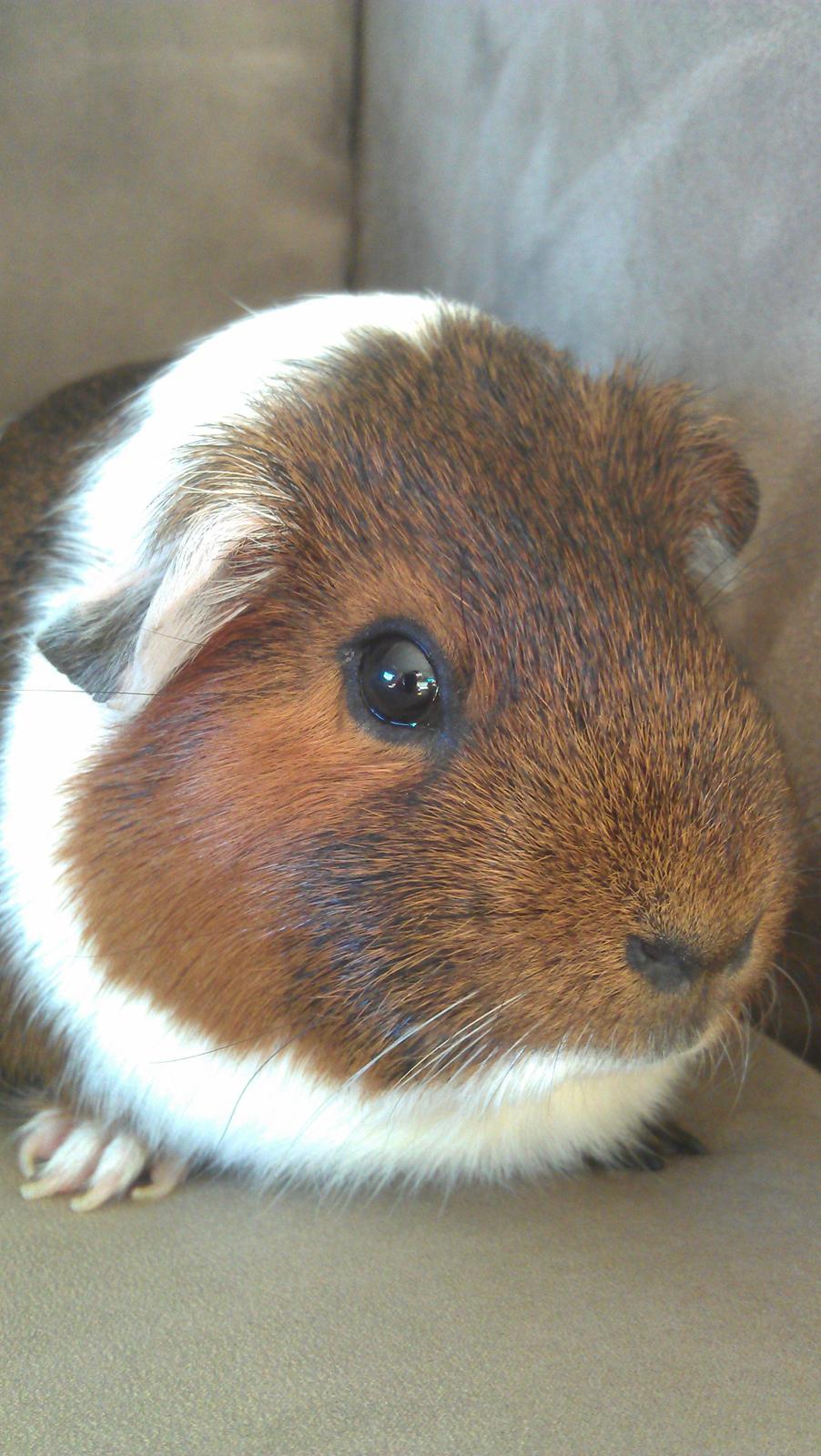 Marsvin Mynte billede 3