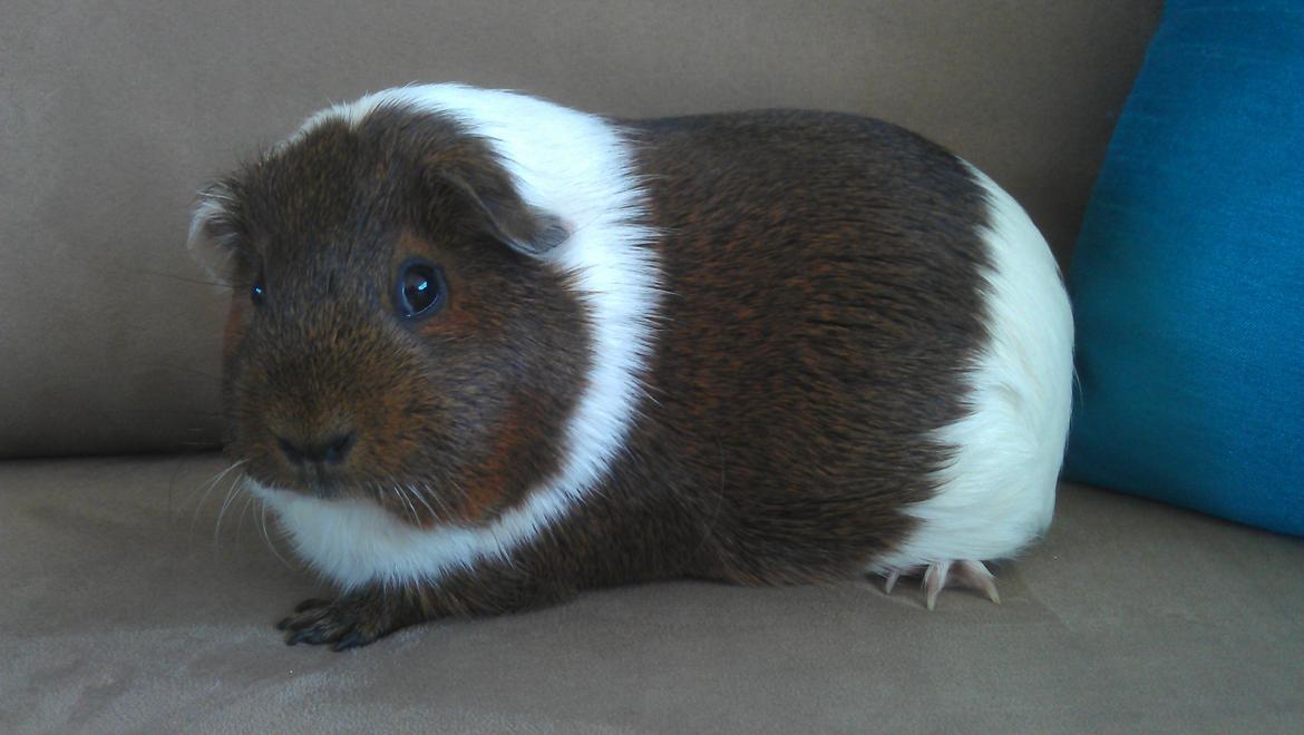 Marsvin Mynte billede 8