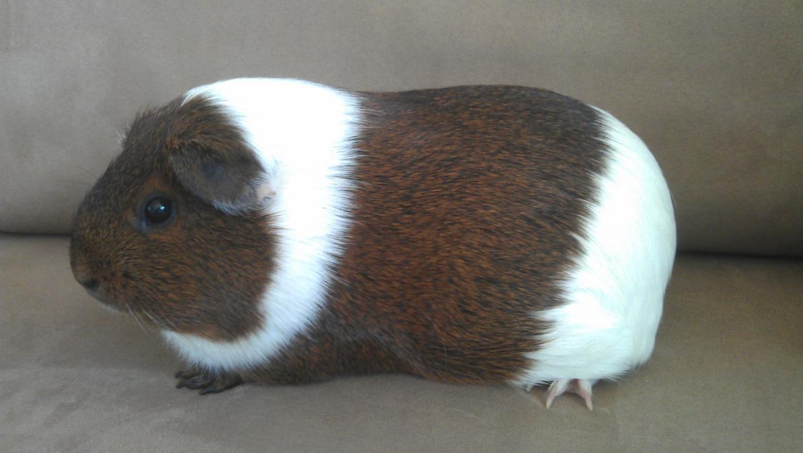 Marsvin Mynte billede 9