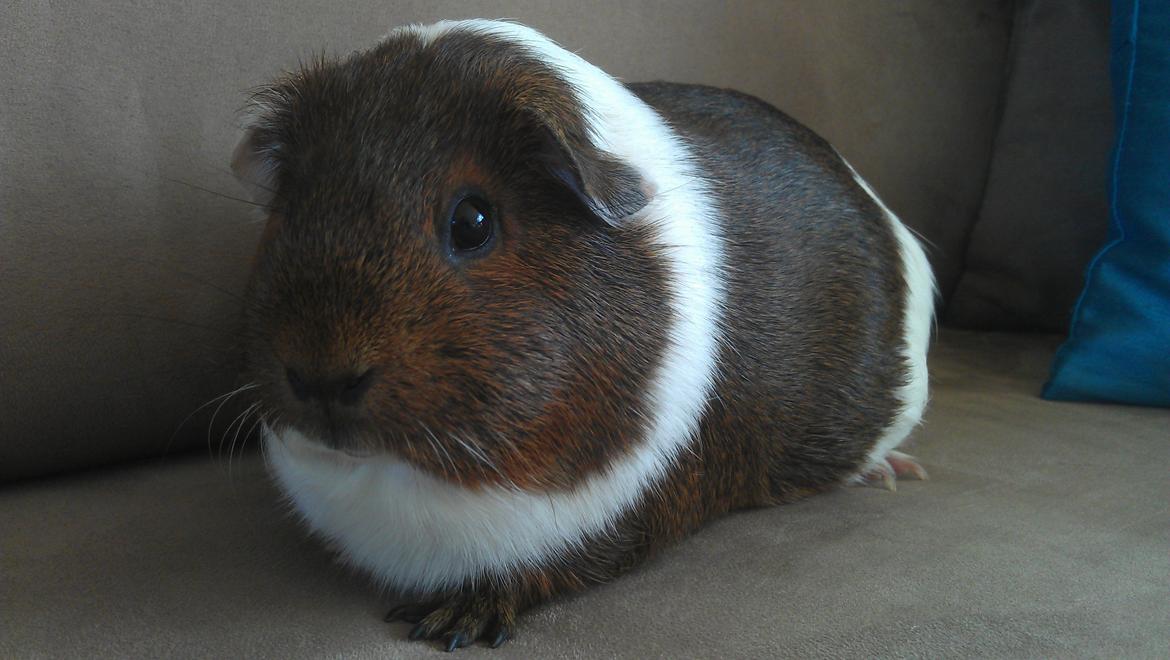 Marsvin Mynte billede 10