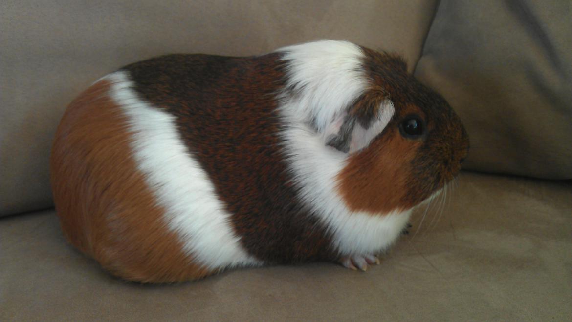 Marsvin Mynte billede 11