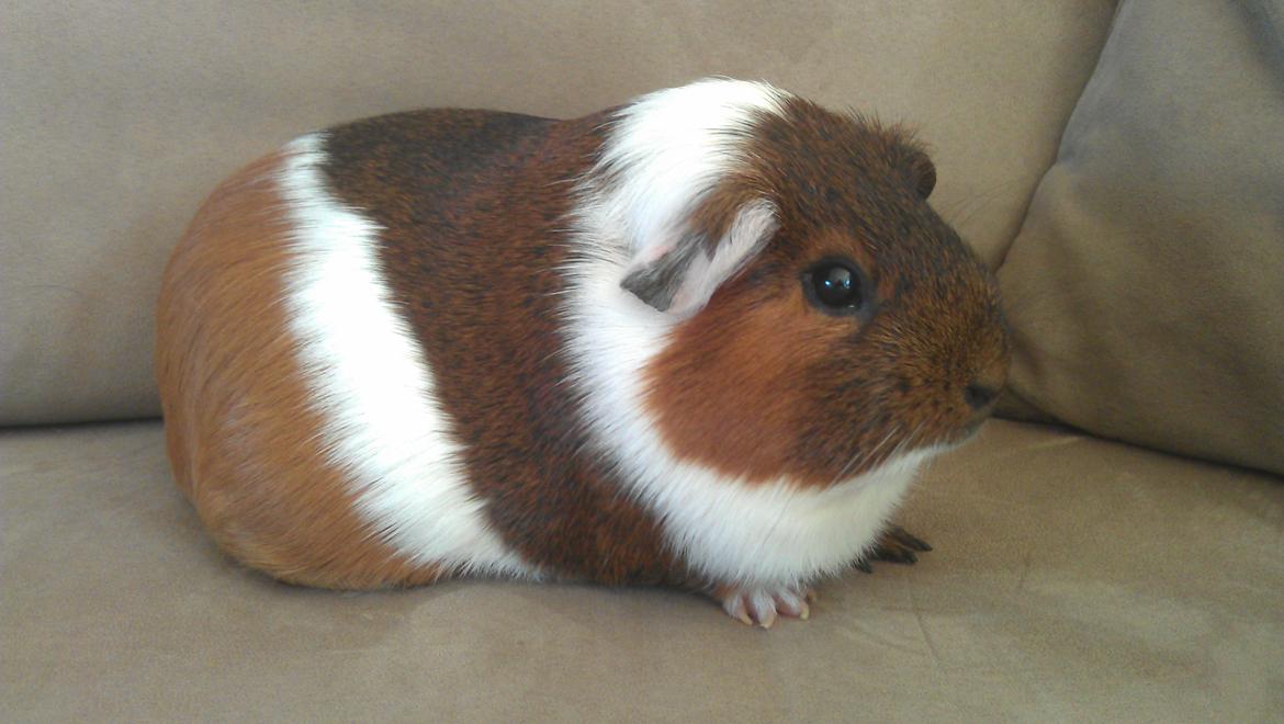 Marsvin Mynte billede 12