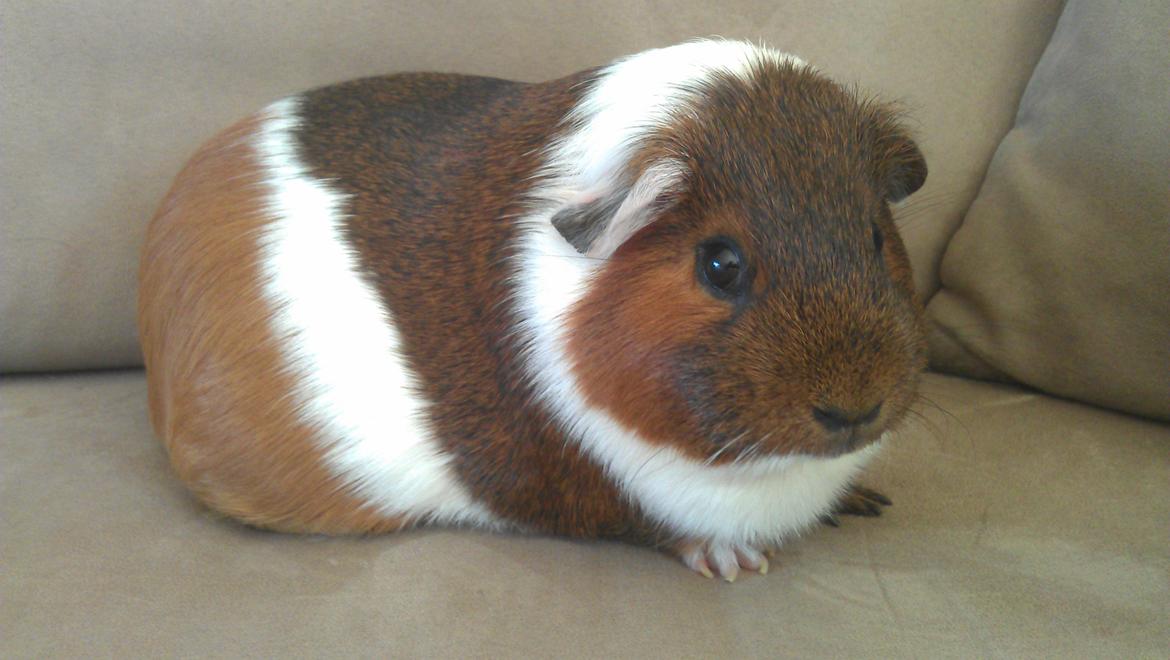 Marsvin Mynte billede 13