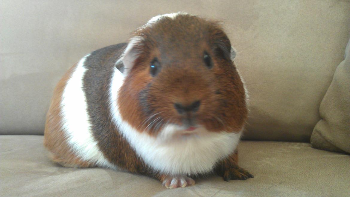 Marsvin Mynte billede 6