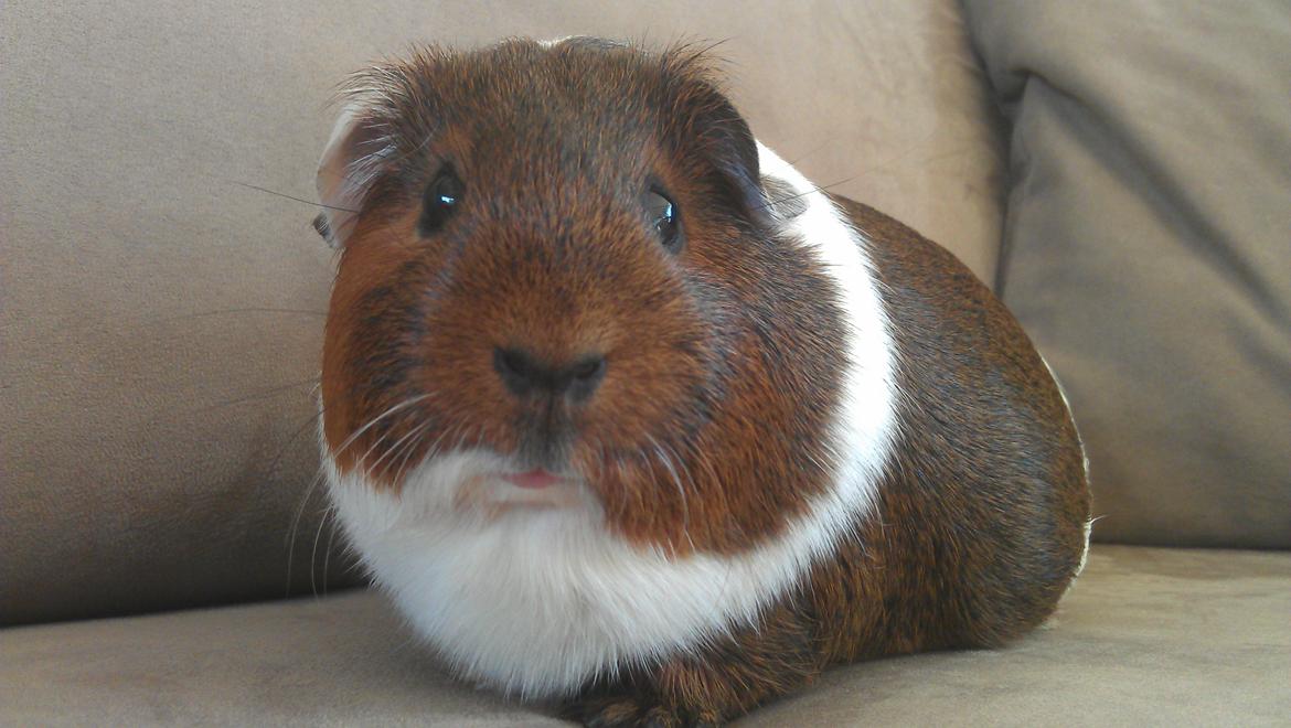 Marsvin Mynte billede 1