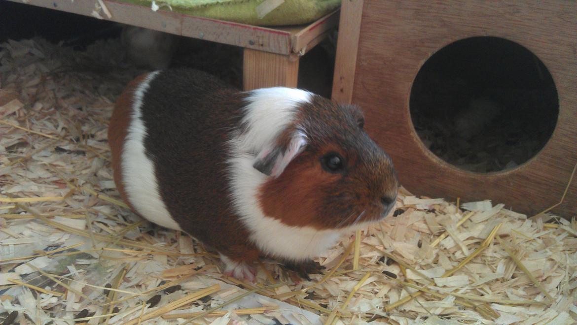 Marsvin Mynte billede 4