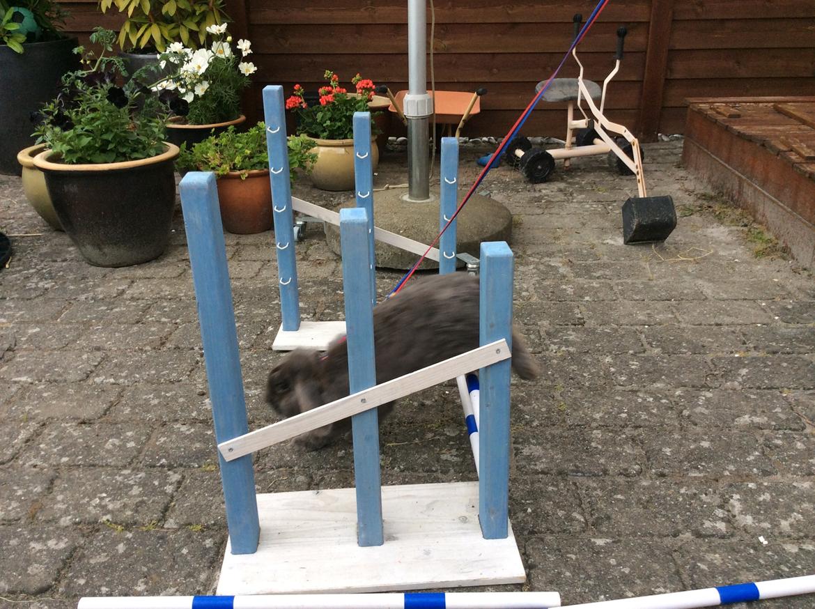 Kanin Guffe [+++himmelgnaver+++] billede 2