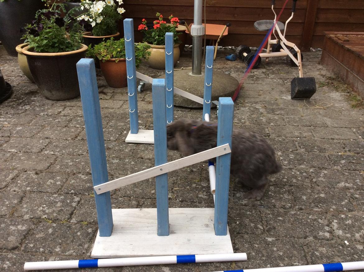 Kanin Guffe [+++himmelgnaver+++] billede 3